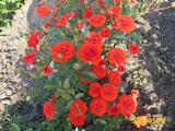  Orange Babyflor (Мультифлора)